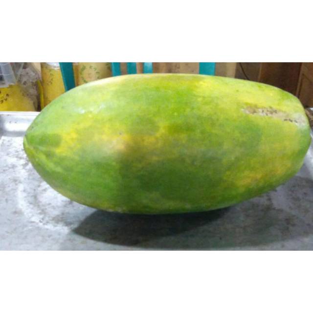Jual Pepaya mengkel untuk rujak|buah pepaya|pepaya ijo|rujak buah|nuri ...