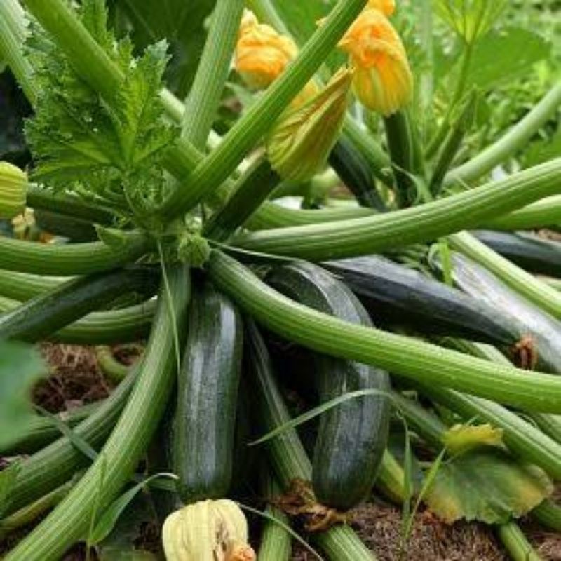 15 BUTIR BIJI/BENIH ZUCCHINI HIJAU PANJANG