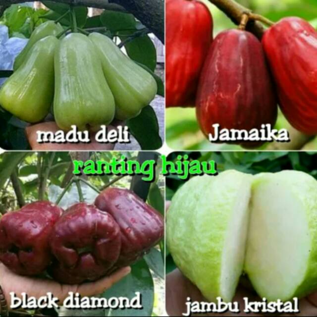 Jual Paket Jenis Bibit Jambu Super Madu Deli Jamaika Black Diamond