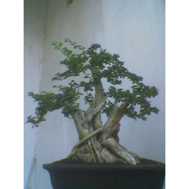 Jual Biji Benih Tanaman Bonsai Asem Londo Biji Shopee Indonesia