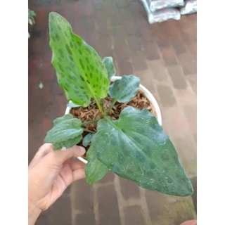 Issiq ona haqida jinsiy aloqa video Porno kokrak shisha ortida