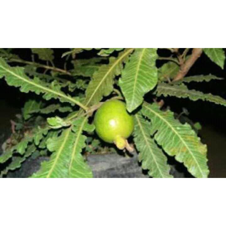 Jual Tanaman Jambu Rawing | Shopee Indonesia