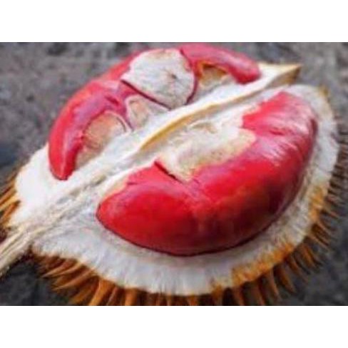 Jual Promo 1000 batang/ bibit tanaman rumput raja/gajah super sell3r ...