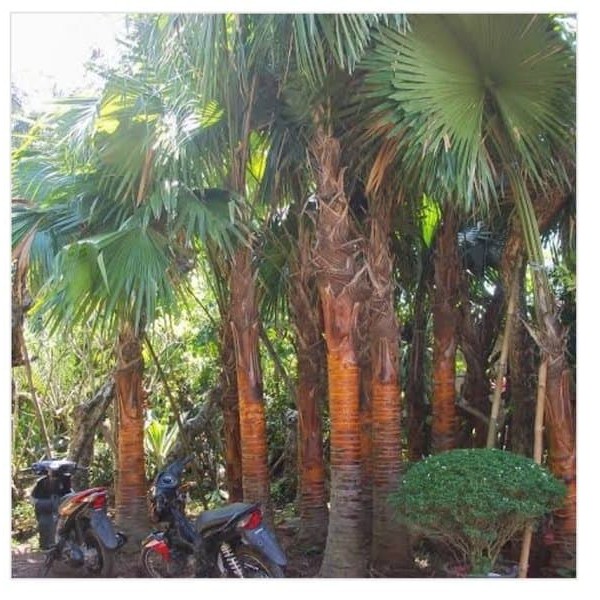 Jual PROMO!! Pohon Palem Sadeng tinggi 4 meter berikut tanam khusus ...