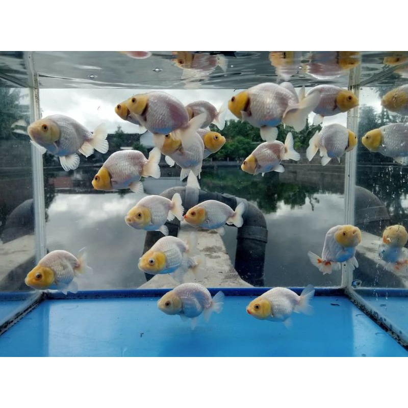 Jual Rancu Bufallo Snow White Rancu Full Putih Ikan Mas Koki Rancu