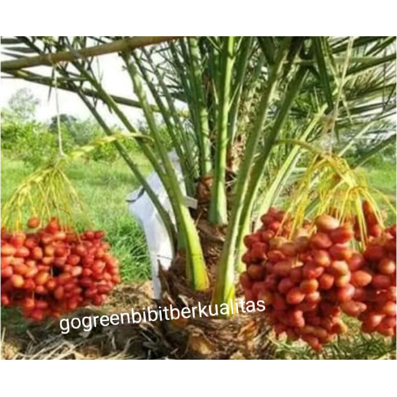 1 jantan 2 betina,Bibit buah tanaman kurma tropis indonesia BISA COD