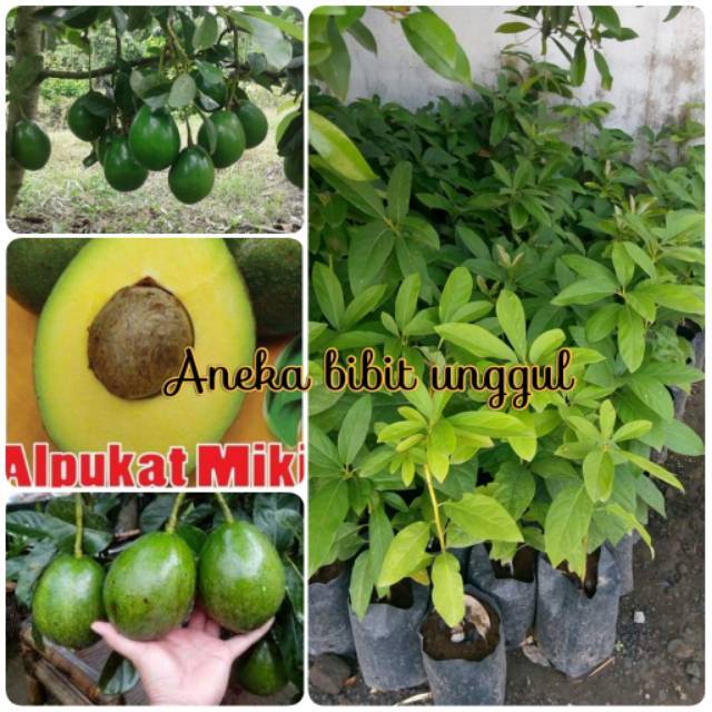 Jual Bibit Alpukat Mentega Miki Shopee Indonesia