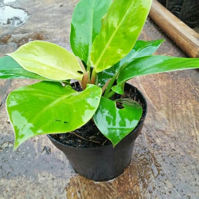 Jual Tanaman Hias Philo Lemon | Shopee Indonesia