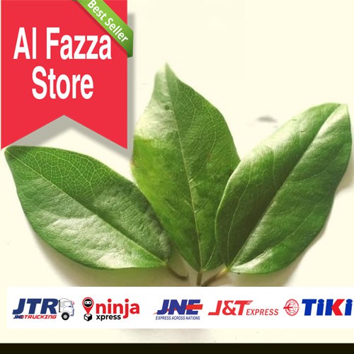 Jual Daun Cincau Rambat Segar Per Lembar Al Fazza Store Shopee Indonesia