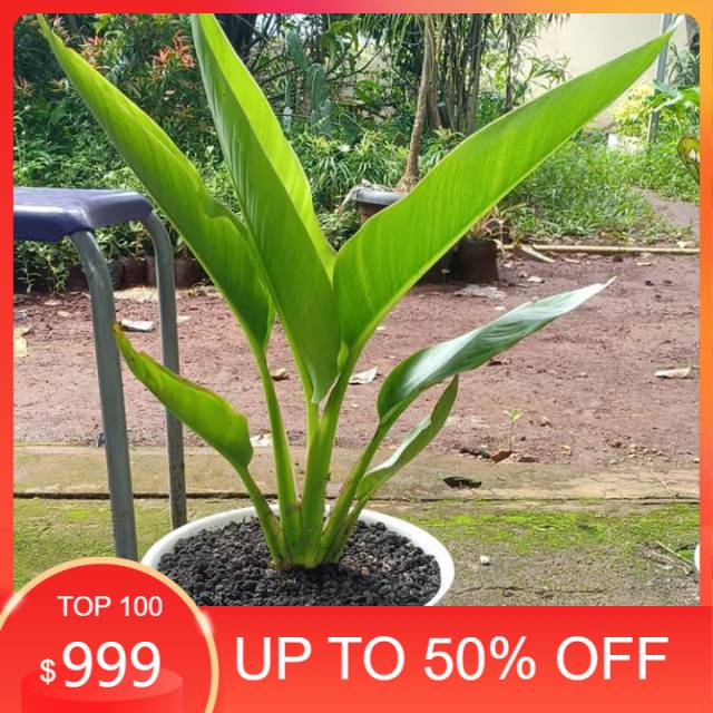 Jual Tanaman Hias Pisang Kipas Tanaman Indoor Pohon Pisang Shopee Indonesia