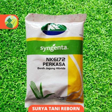 Jual Benih Jagung Hibrida NK 6172 Perkasa 1Kg Cap Syngenta - Surya Tani ...