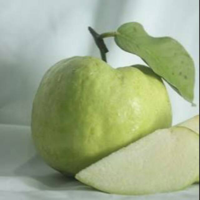 bibit jambu kristal putih cepat berbuah bisa tabulampot