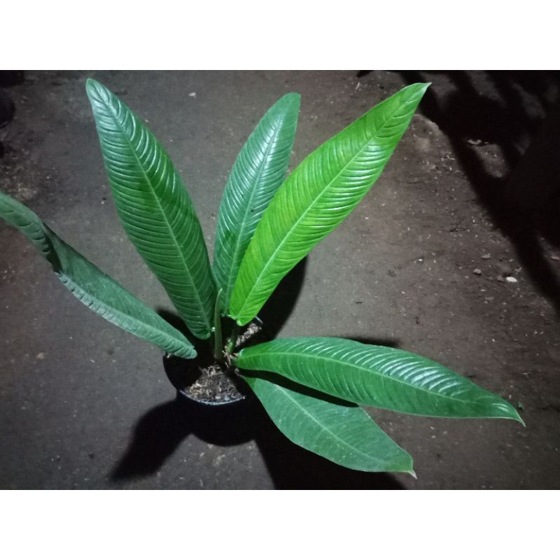Jual Linet atau lynette (Khusus P.Jawa dan Bali) | Shopee Indonesia