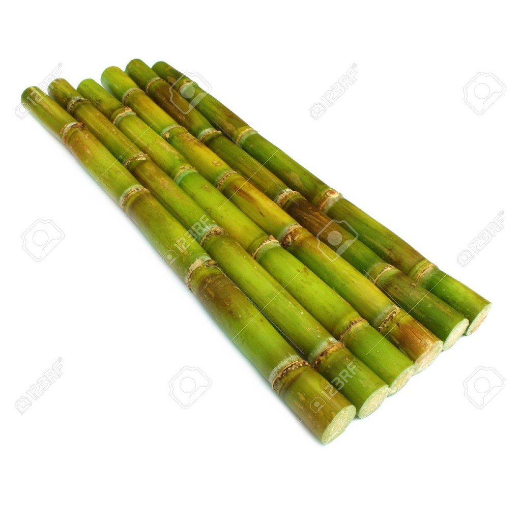 Jual termurah bibit stek tebu hijau 50 cm | Shopee Indonesia