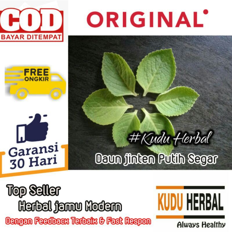 Jual Daun Tanaman Obat Daun Jinten Segar Daun Jintan Bangun-Bangun I ...