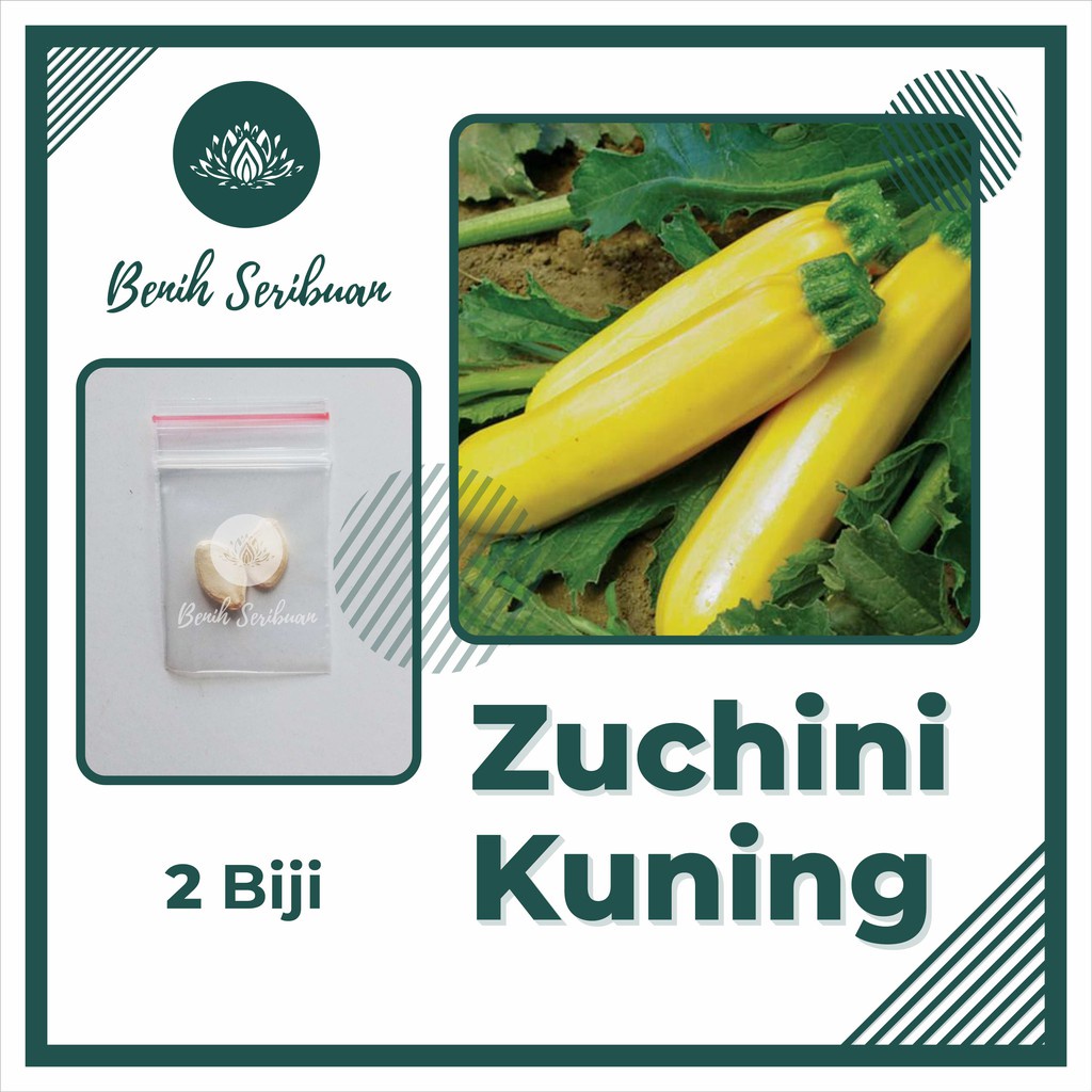 Jual 2 Bibit Zucchini Kuning Golden Cherub F1 Hibrida Benih Sayuran ...