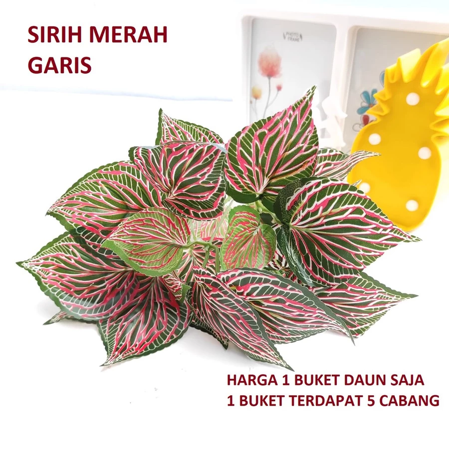 AGLAONEMA MONSTERA