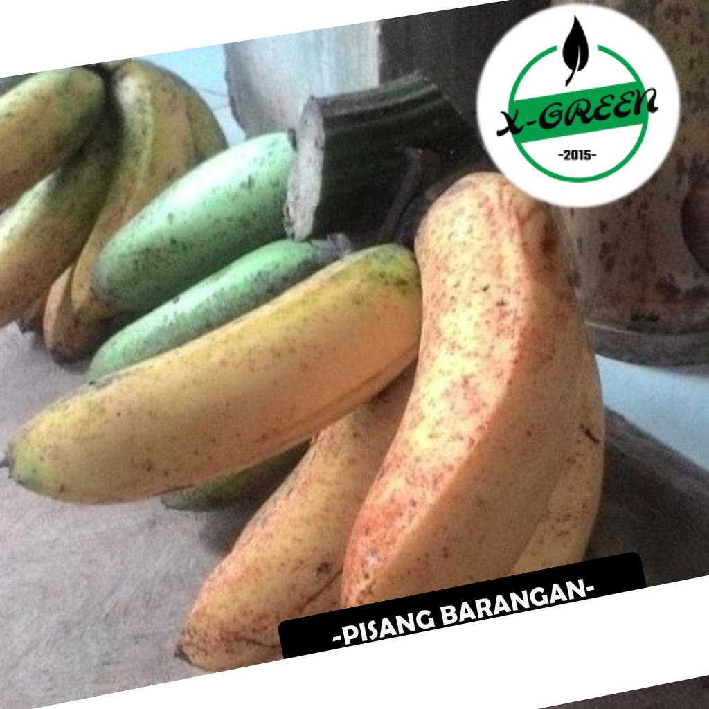 Jual Pohon Buah Pisang Barangan Merah X Green Shopee Indonesia