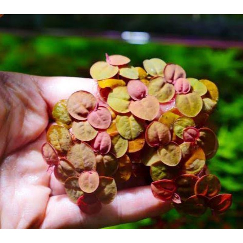Jual phylantus fluitans/ Amazon red root tanaman apung aquascape ...
