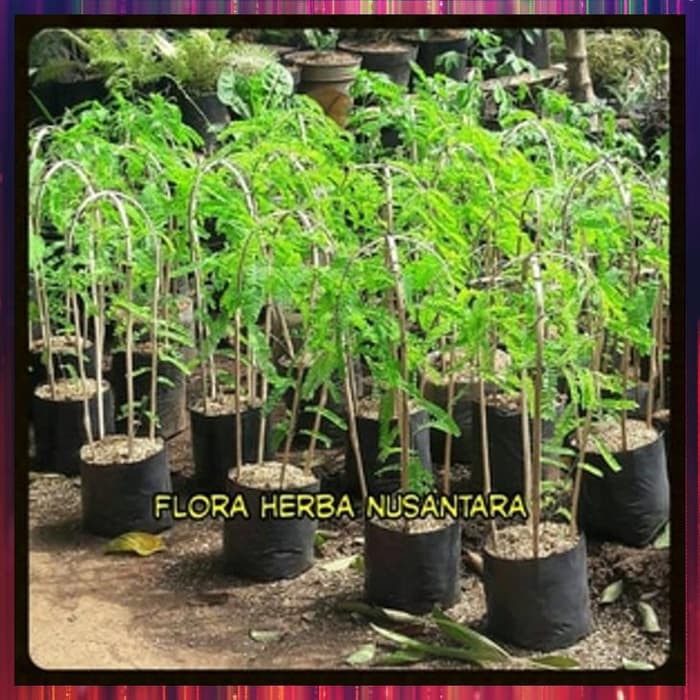 Jual Bibit Saga Rambat Bibit Daun Saga Pohon Saga Obat Batuk Sariawan ...