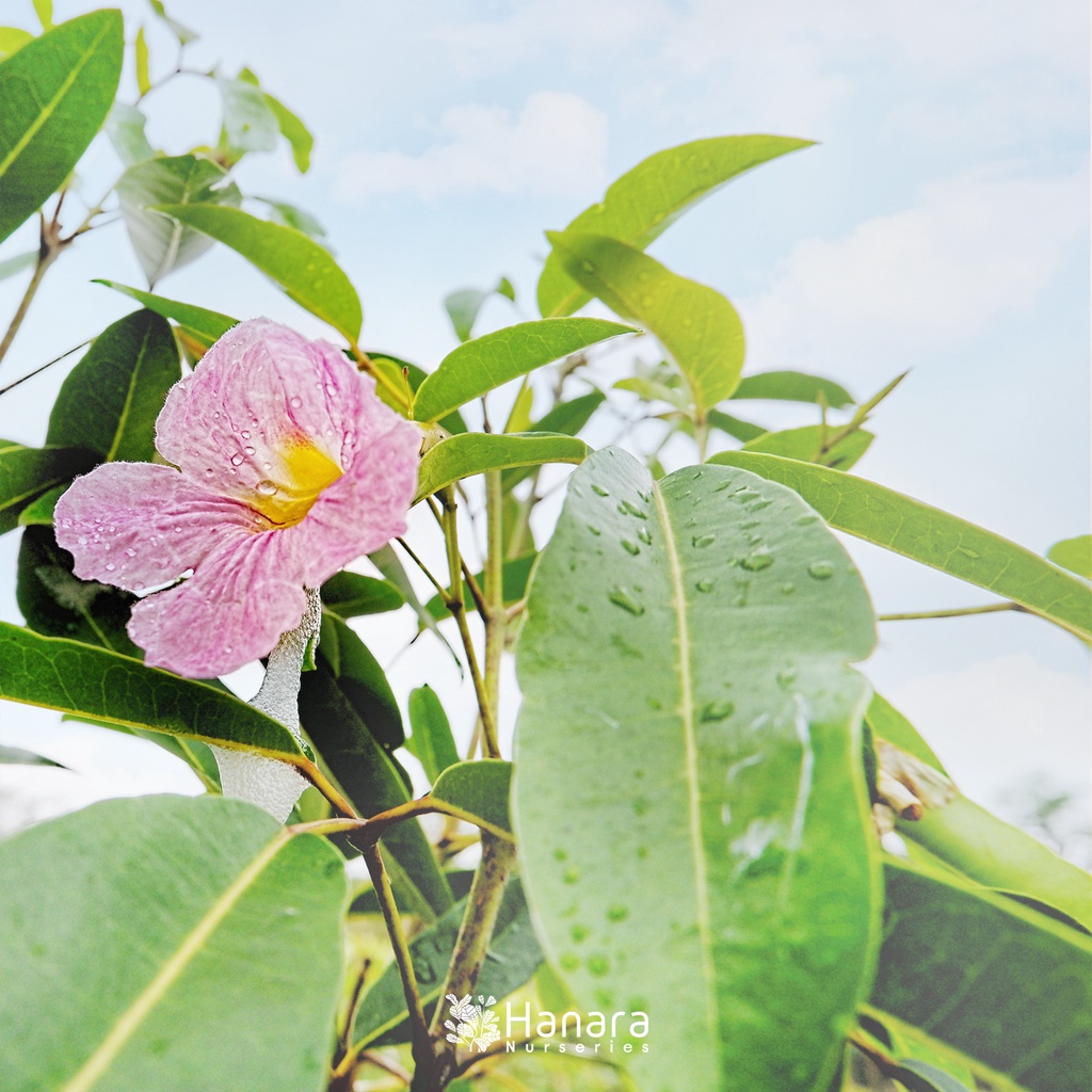 Jual Tabebuia pallida - Bunga pink daun kecil - pohon instan/instant ...