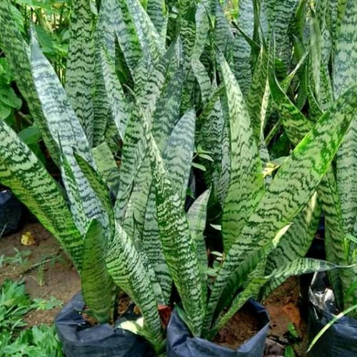 Jual Tanaman Hias Indoor Sansivera HIJAU Lidah Mertua Sansevieria Snake ...