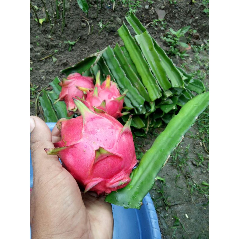 BIBIT BUAH NAGA MERAH SUPER MUDAH BERBUAH DAN MANIS