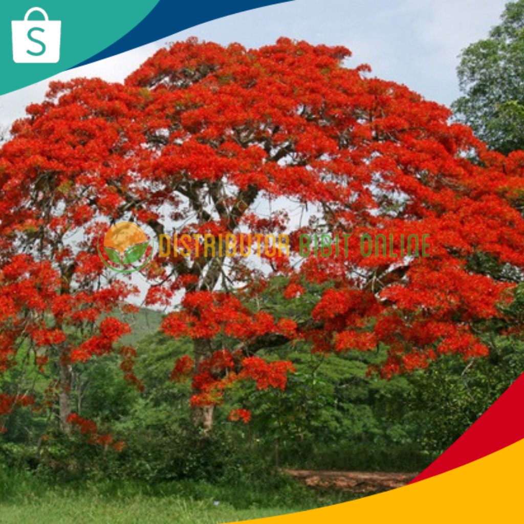 Деревья из красной книги. Деревья казахстана. Делоникс баобабовый. Деревья которые в красной книге. Тисс ягодный дерево.