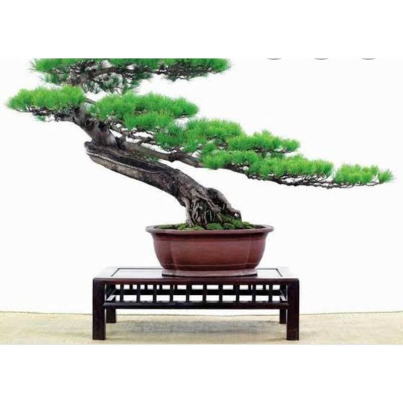 Jual Benih Biji Pinus Hitam Jepang F1 | Shopee Indonesia