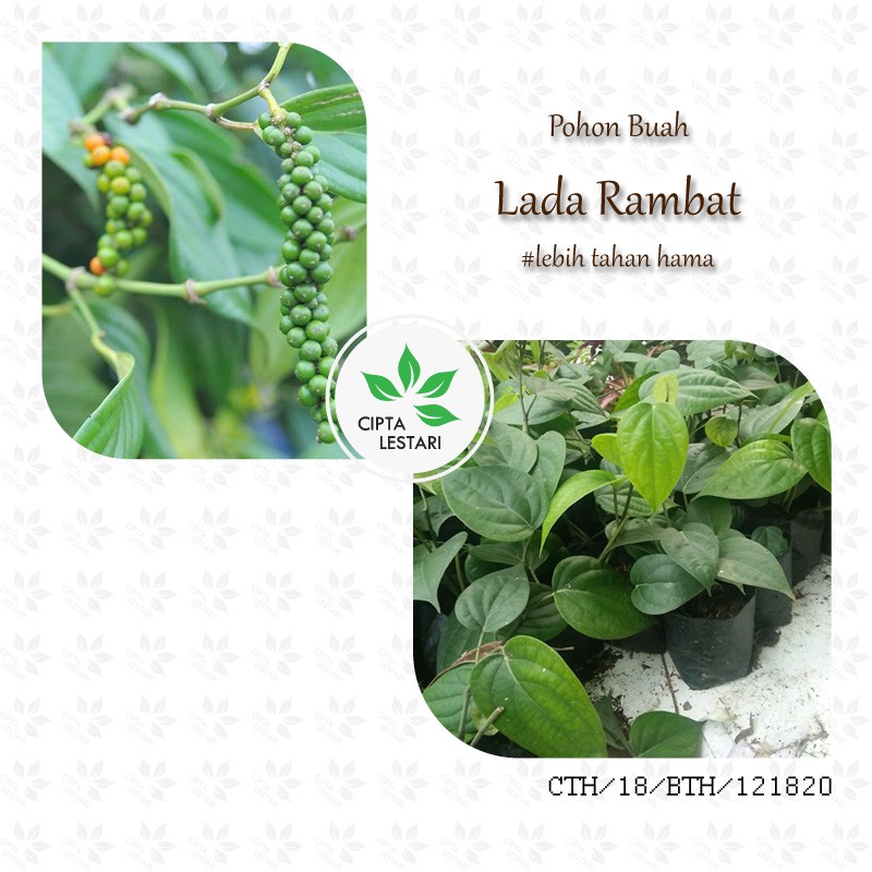 Jual Bibit Tanaman Lada Rambat Pohon Buah Merica Panjat Rambai | Shopee ...