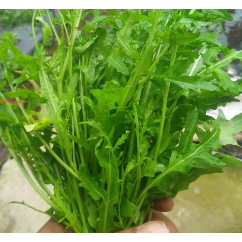 Jual arugula rocket wild 100 gram | Shopee Indonesia