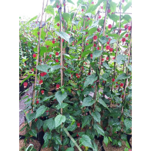 Jual Tanaman Hias - Bibit Bunga Rambat Balon Merah Mud4H | Shopee Indonesia