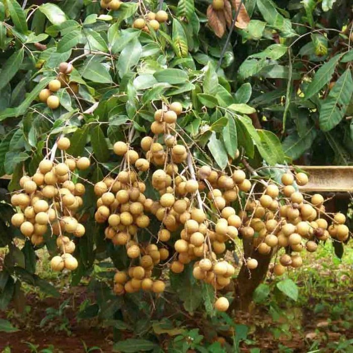 bibit kelengkeng itoh / bibit buah / tanaman
