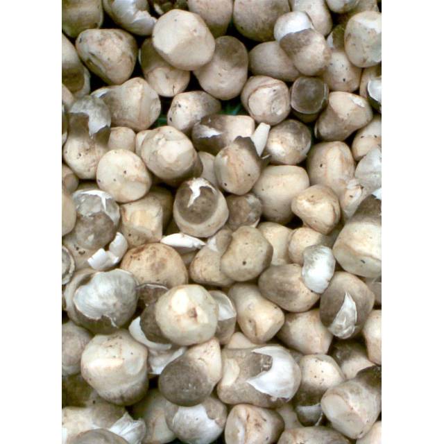 Jual Grosir 250 Gram Jamur Merang Bulat Segar Murah Shopee Indonesia