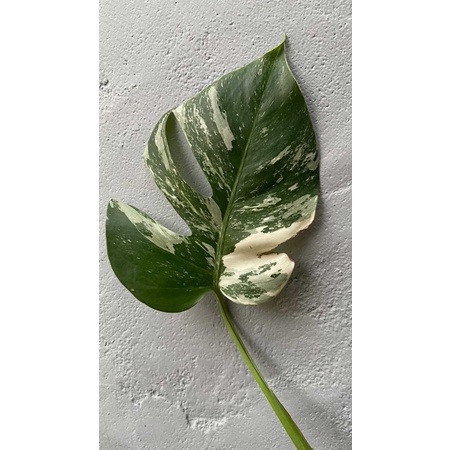 Jual monvar pesanan | Shopee Indonesia