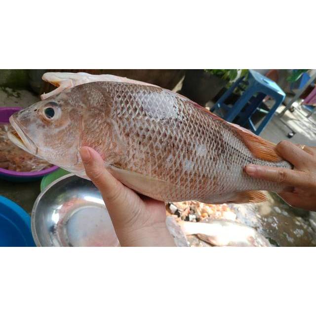 Jual Ikan Kakap Putih Super Segar 1kg Shopee Indonesia