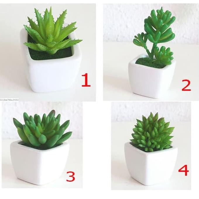 coral kaktus Shop 'Coral Cactus - Euphorbia lactea cristata'