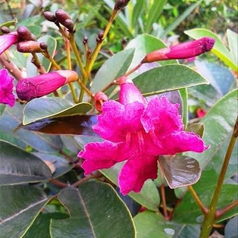 Jual Pohon Tabebuya Merah Violet 1 meter siap berbunga | Shopee Indonesia