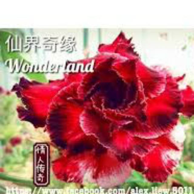 Jual Bibit tanaman hias adenium kamboja jepang wonderland | Shopee