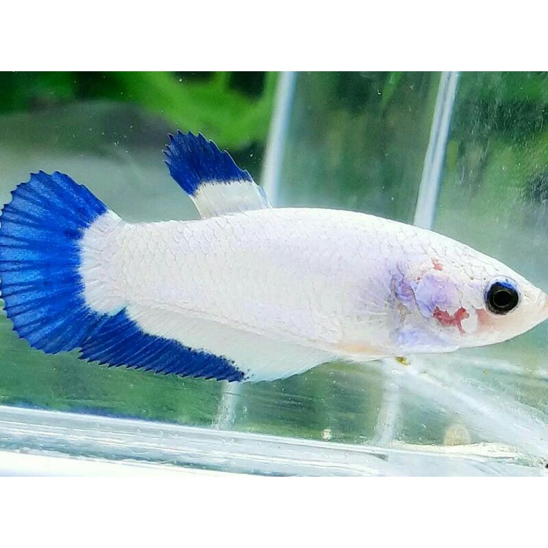 Jual Ikan Cupang Blue Rim Terlengkap & Harga Terbaru Juli 2026 | Shopee ...