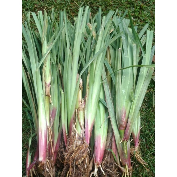 Jual Bibit rumput Satria/setaria per 10 bibit, pakan ternak hewan,(sapi ...