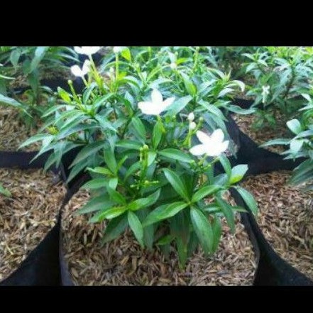 Jual rembosa mini hijau - tanaman rembosa mini - pohon rembosa | Shopee ...