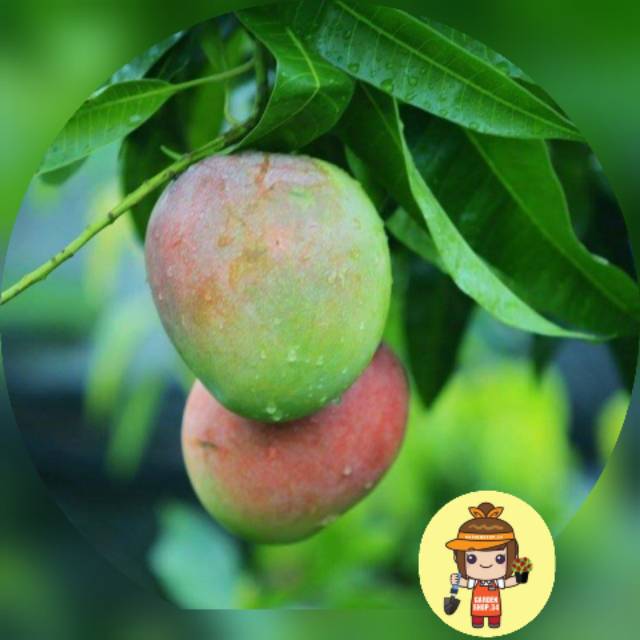 Jual Tanaman Buah Mangga Agrimania Shopee Indonesia