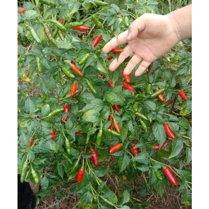 Jual Bibit Cabe Rawit Lokal Berastagi Siap Tanam Shopee Indonesia