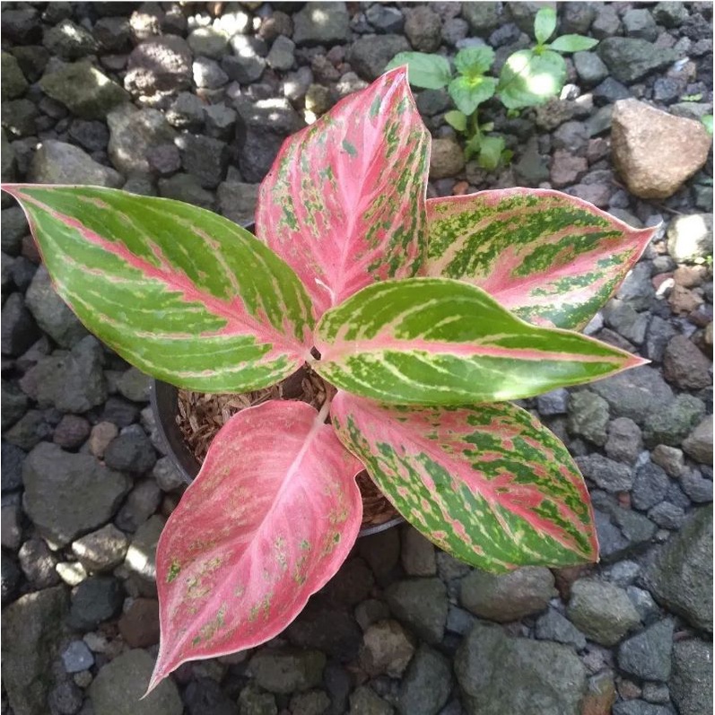 Jual Tanaman Hias Aglonema Red Anjamani Mutasi / Tanaman Hias Anakan ...