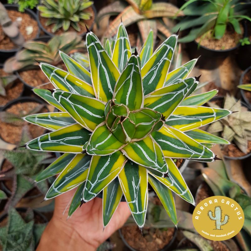 Agave victoriae reginae - Agave de la Reine Victoria