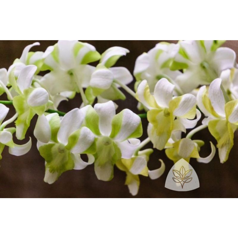 Jual Seedling Anggrek Dendrobium Liberty White Rare Shopee Indonesia