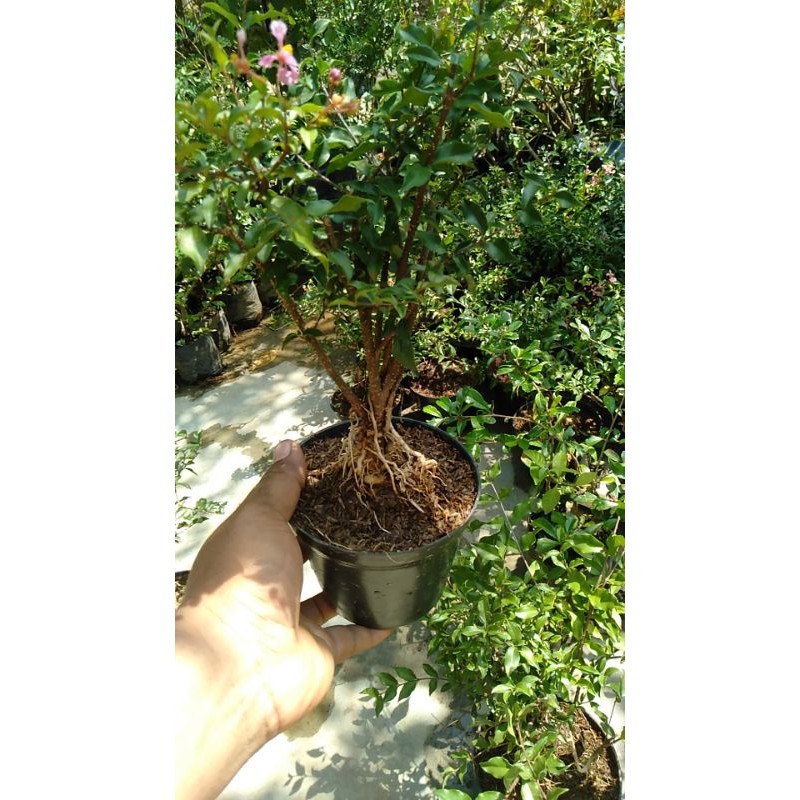 Jual sakura mikro | Shopee Indonesia