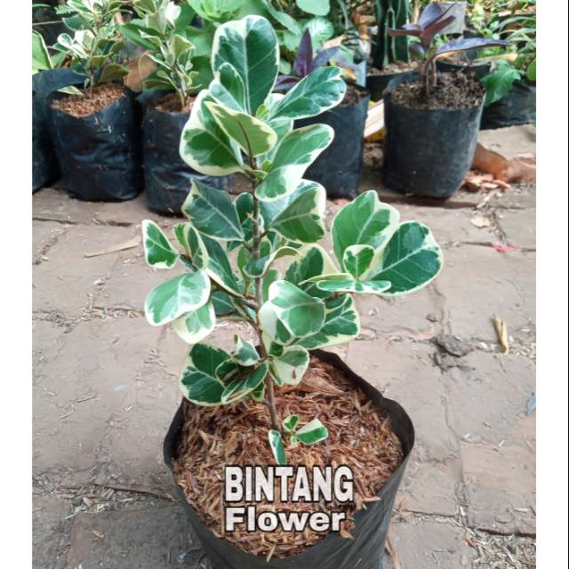 Jual Tanaman Hias Ficus Triangularis Tanaman Hias Beringin Kupu Kupu