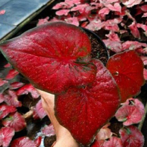 Jual tanaman hias keladi/caladium red stardust/red stardust cantik/rot ...